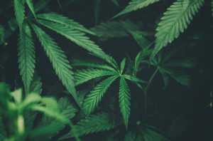 Love+Medicine Cannabis