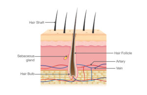 Love+Medicine_HairFollicle