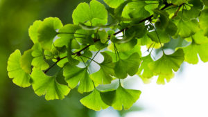 Gingko Biloba