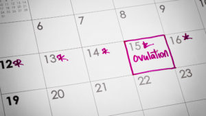 Ovulation dates