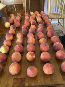 Peaches on a table