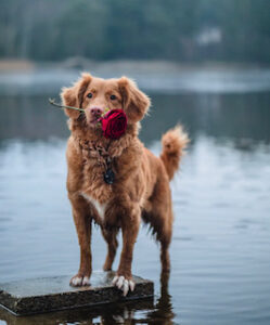 Dogs